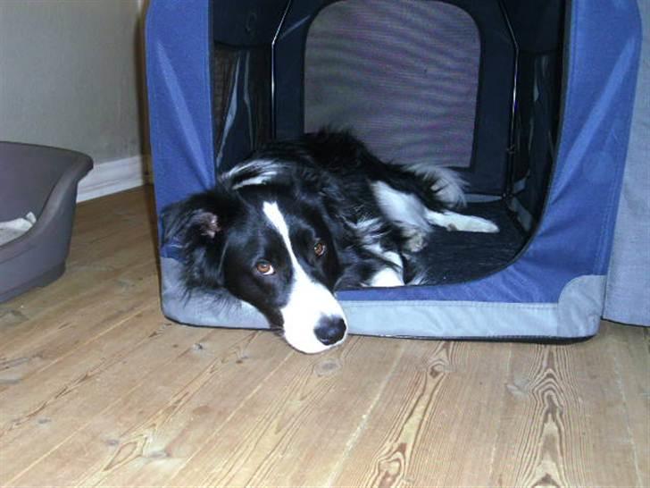 Border collie Alto billede 18