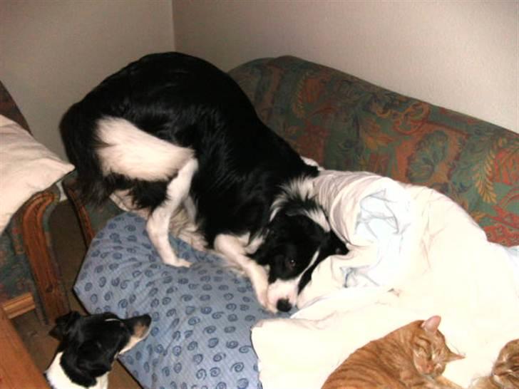 Border collie Alto billede 19