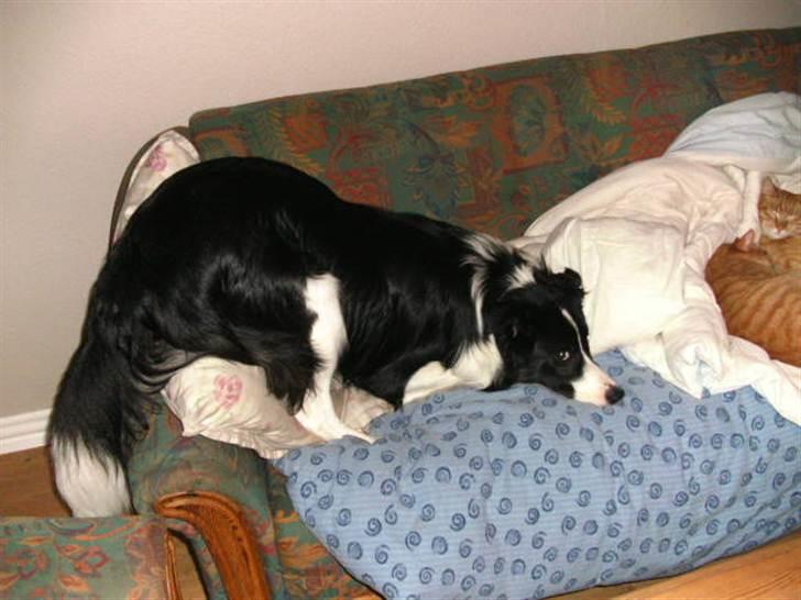 Border collie Alto billede 20