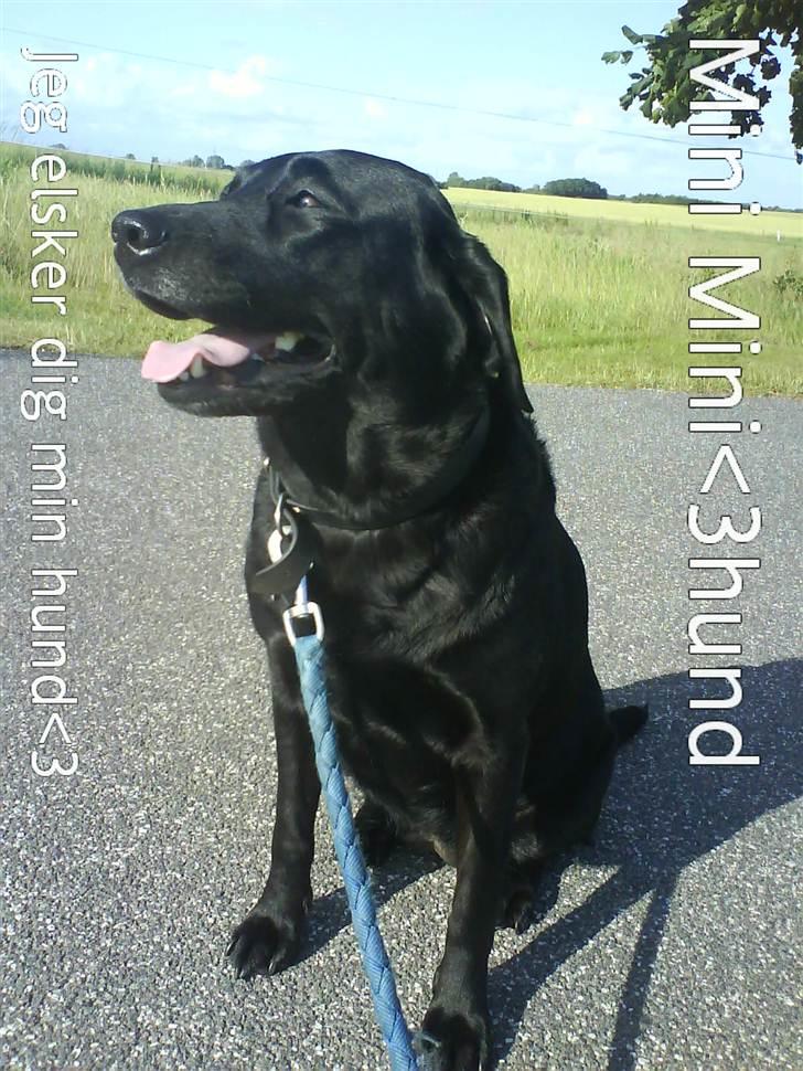 Labrador retriever †.R.I.P June.† 31-01-2014 - :'D billede 19