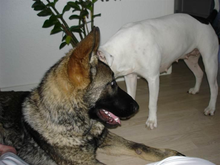 Schæferhund Rex billede 7