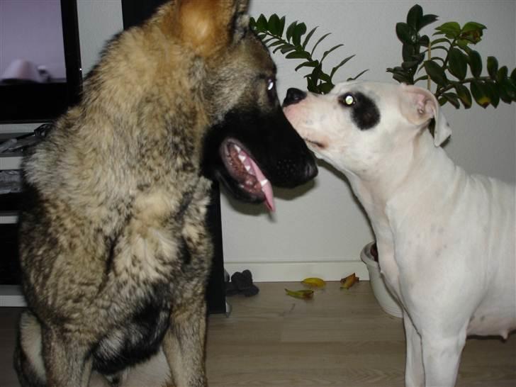 Schæferhund Rex billede 8