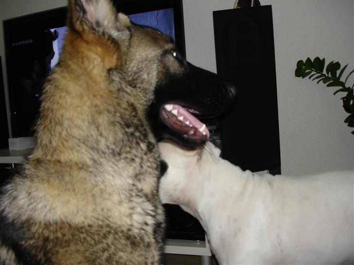 Schæferhund Rex billede 9