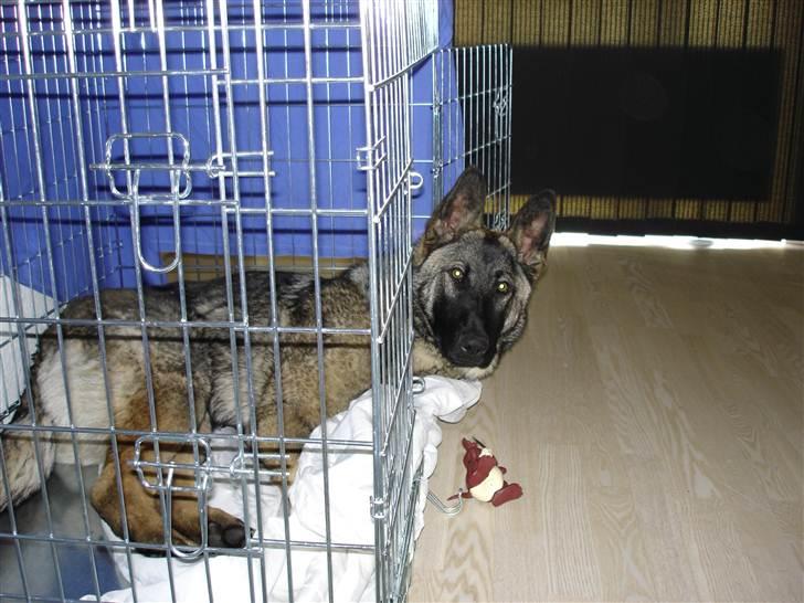 Schæferhund Rex billede 10