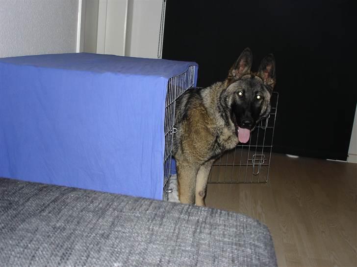 Schæferhund Rex billede 11