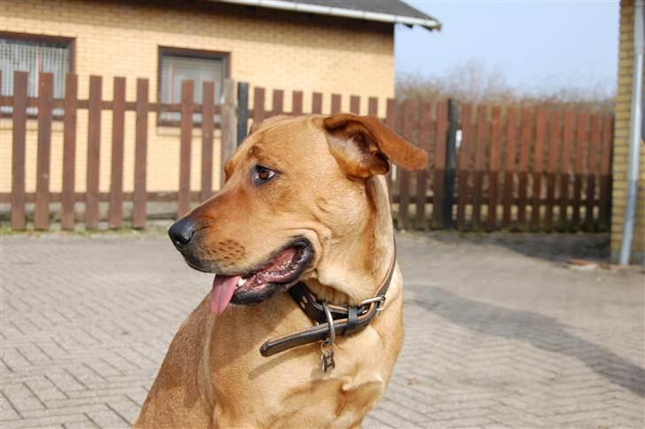 Blanding af racer Lady billede 7