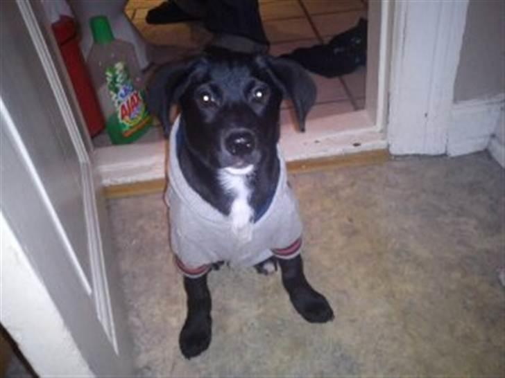 Blanding af racer Sam - Sam skulle lige prøve at have en lille trøje på, men han mente nu ikke at det var en god ide :)  billede 2