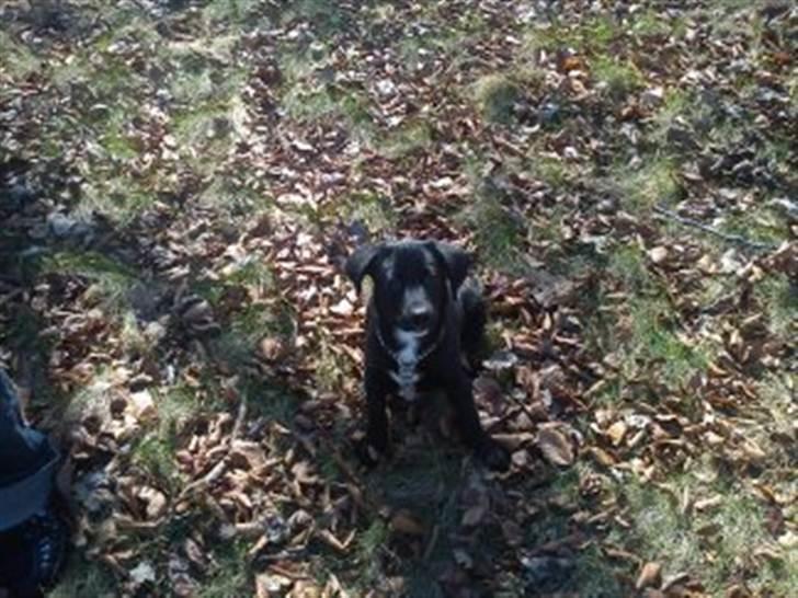 Blanding af racer Sam billede 3