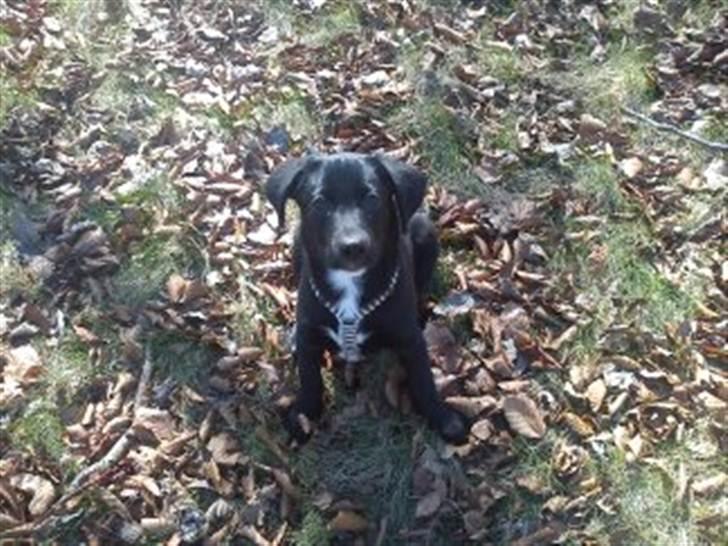 Blanding af racer Sam billede 4