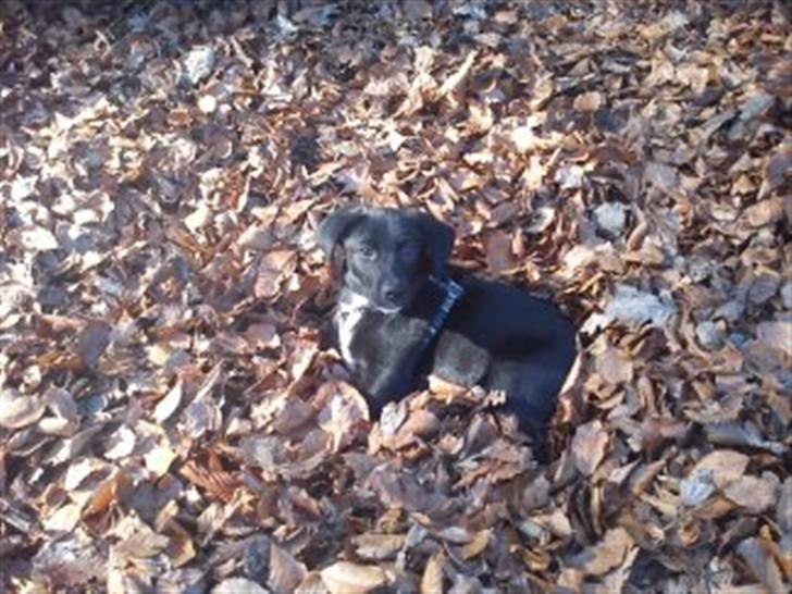 Blanding af racer Sam - Sam fandt sig en stor bunke blade han kunne putte lidt i :) billede 5