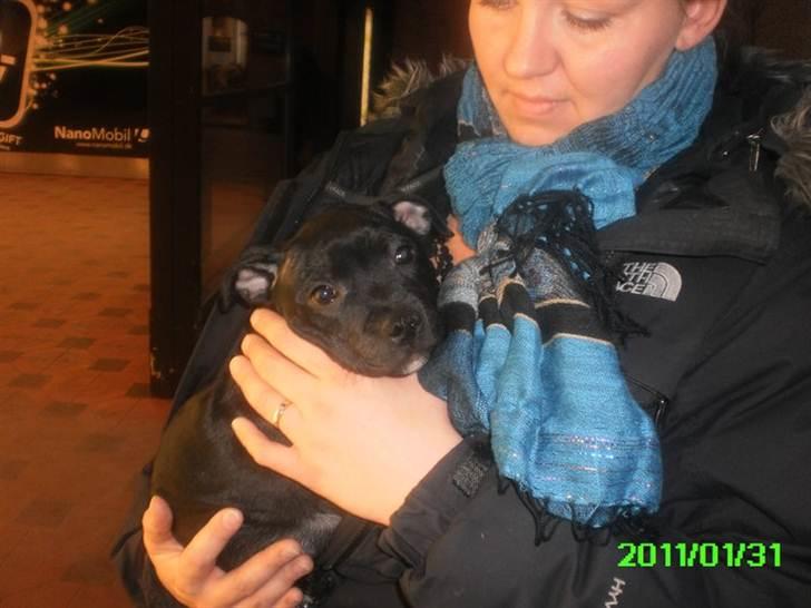 Staffordshire bull terrier Marley - Marley 10 uger, vi har lige hentet ham. billede 14