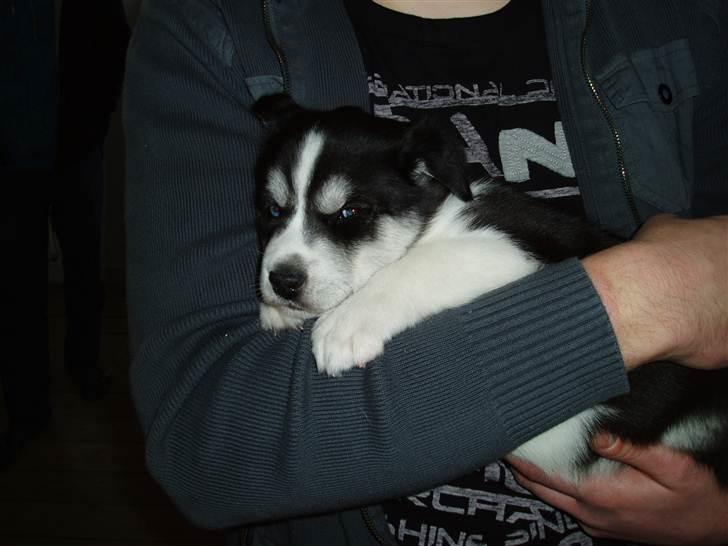 Siberian husky Ayo billede 6