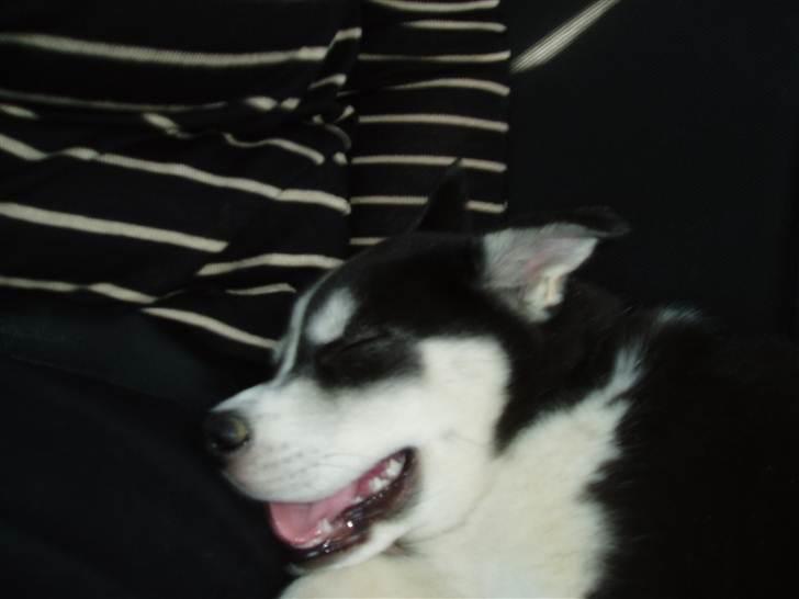 Siberian husky Ayo billede 7