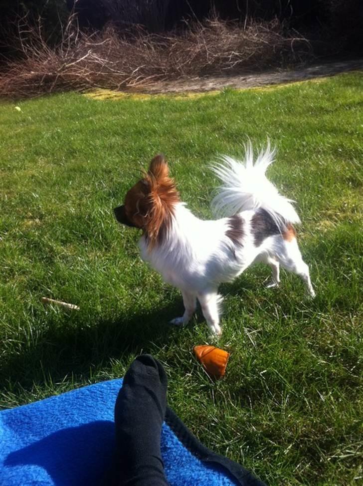 Blanding af racer Cookie billede 10