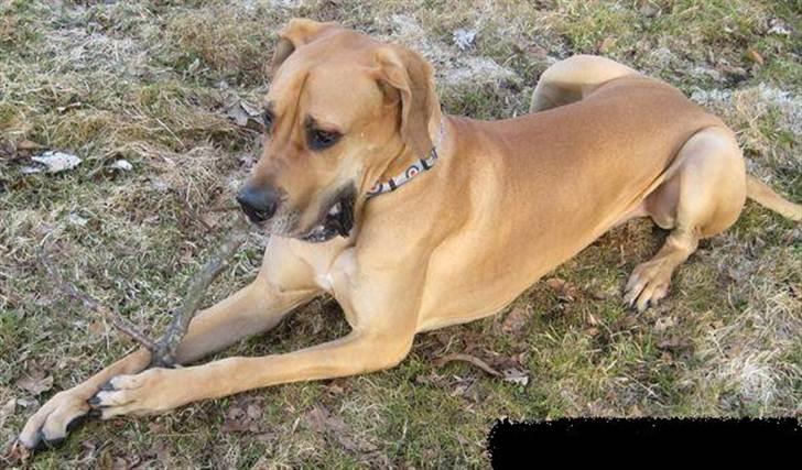 Grand danois zeus billede 1