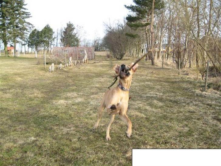 Grand danois zeus billede 2