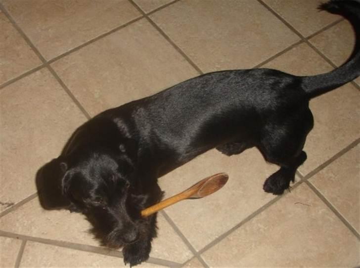 Blanding af racer Dagmar billede 6