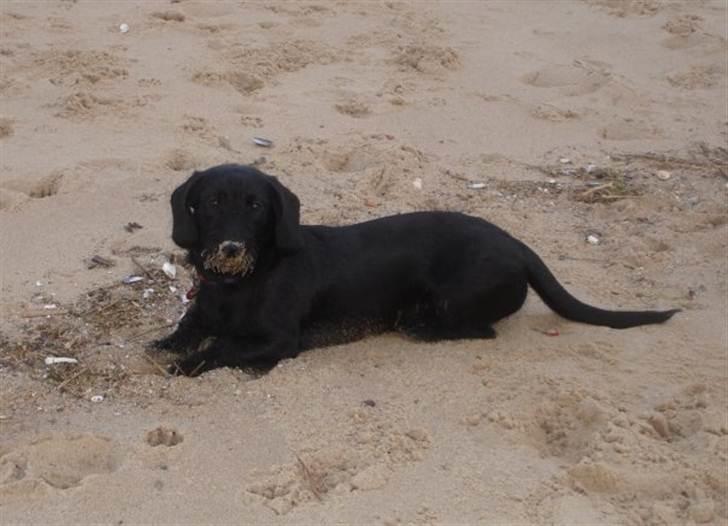 Blanding af racer Dagmar billede 7