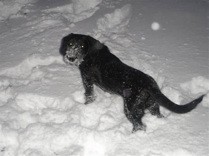 Blanding af racer Dagmar billede 9