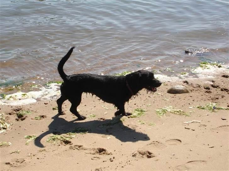 Blanding af racer Dagmar billede 10