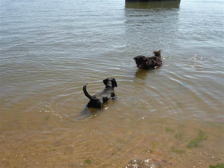 Blanding af racer Dagmar billede 11