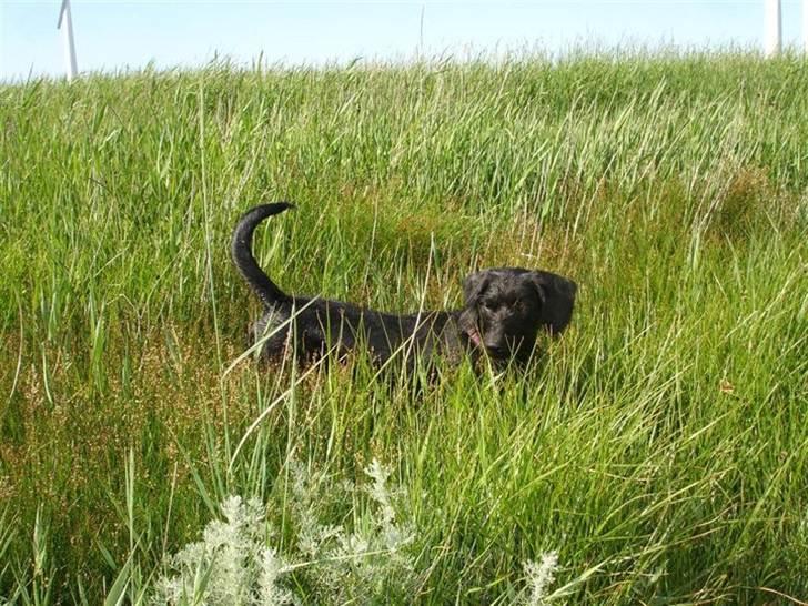 Blanding af racer Dagmar billede 12