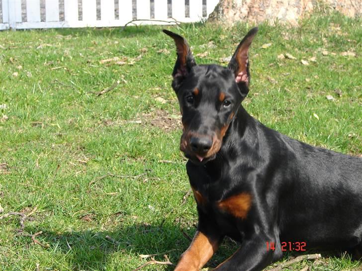 Dobermann Kiesa *RIP* billede 15