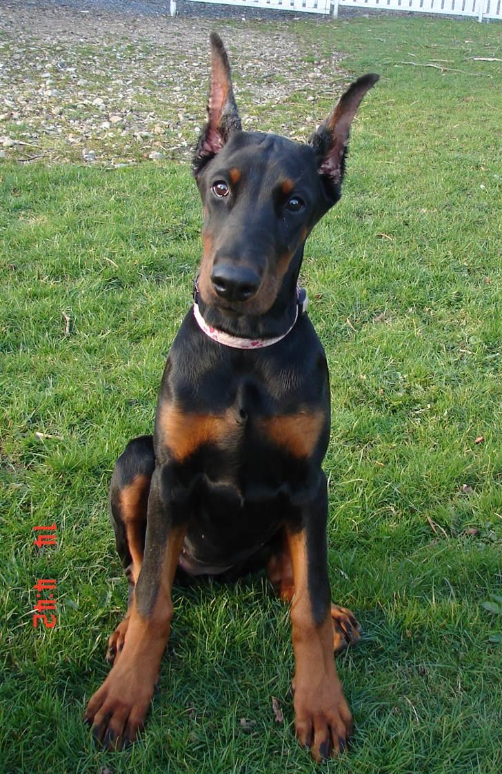 Dobermann Kiesa *RIP* billede 16