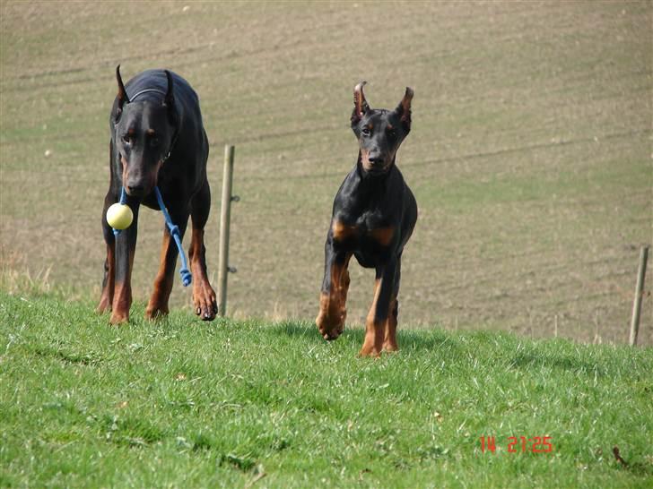 Dobermann Kiesa *RIP* billede 17