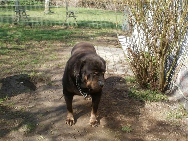 Rottweiler Ozzy *R.I.P* - 2011 billede 2
