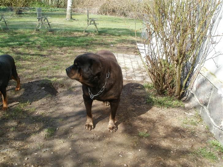 Rottweiler Ozzy *R.I.P* - 2011 billede 3