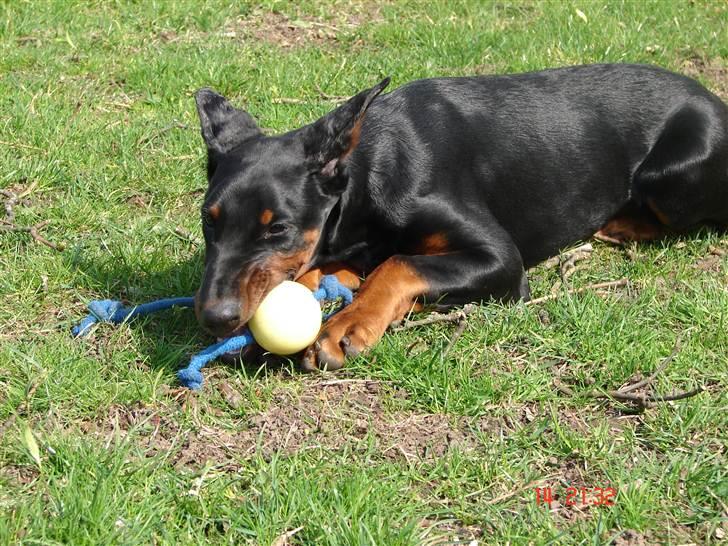 Dobermann Kiesa *RIP* billede 18