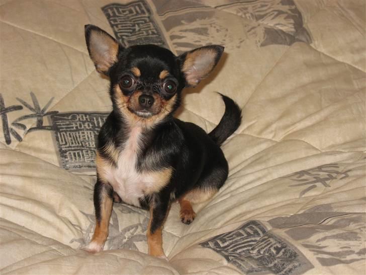 Chihuahua Mexi Bonita (Mini) billede 1