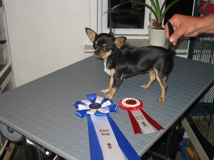 Chihuahua Mexi Bonita (Mini) billede 2
