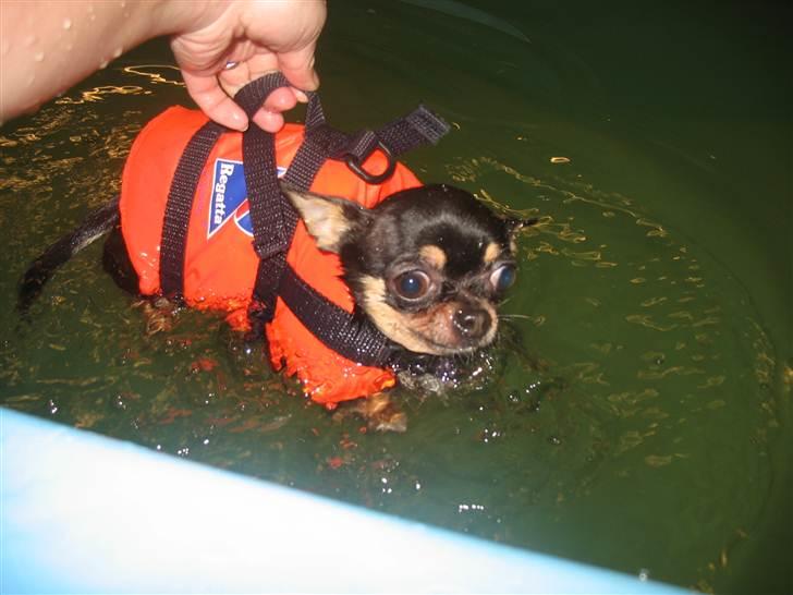Chihuahua Mexi Bonita (Mini) billede 3