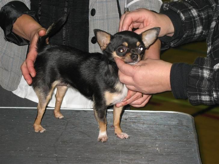 Chihuahua Mexi Bonita (Mini) billede 4