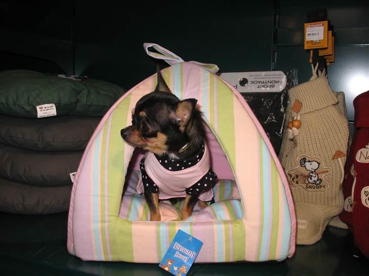Chihuahua Mexi Bonita (Mini) billede 5