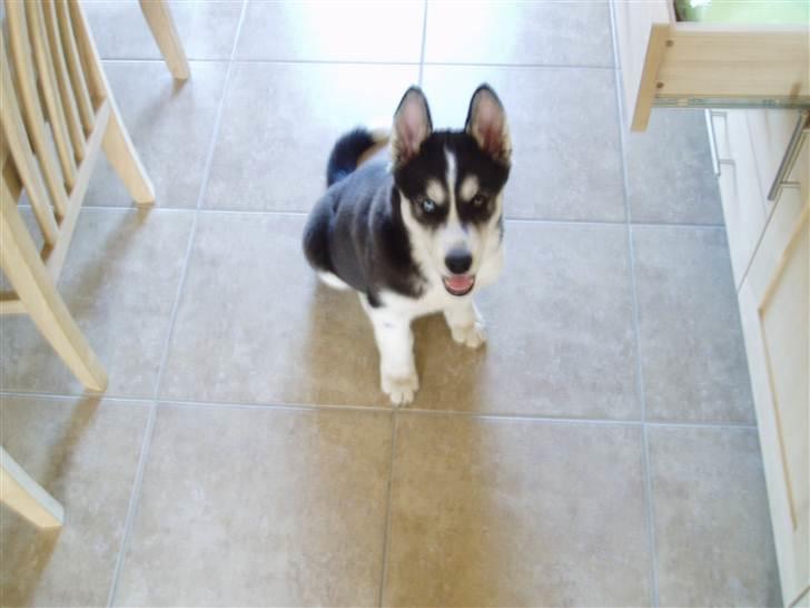 Siberian husky Ayo billede 8
