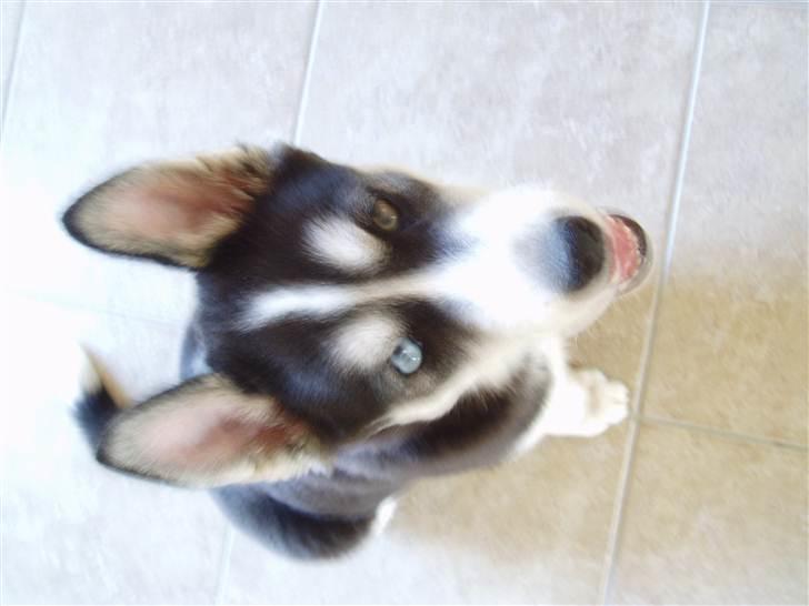 Siberian husky Ayo billede 9