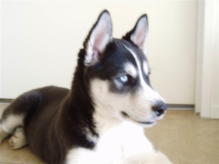 Siberian husky Ayo billede 10