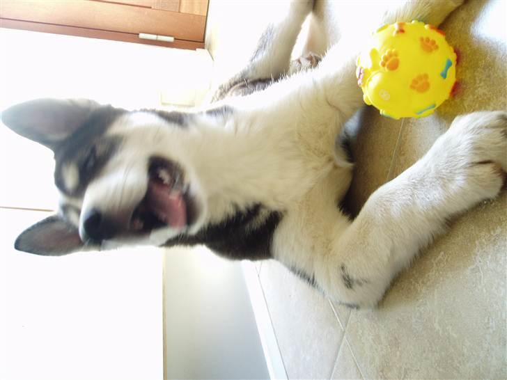 Siberian husky Ayo billede 11