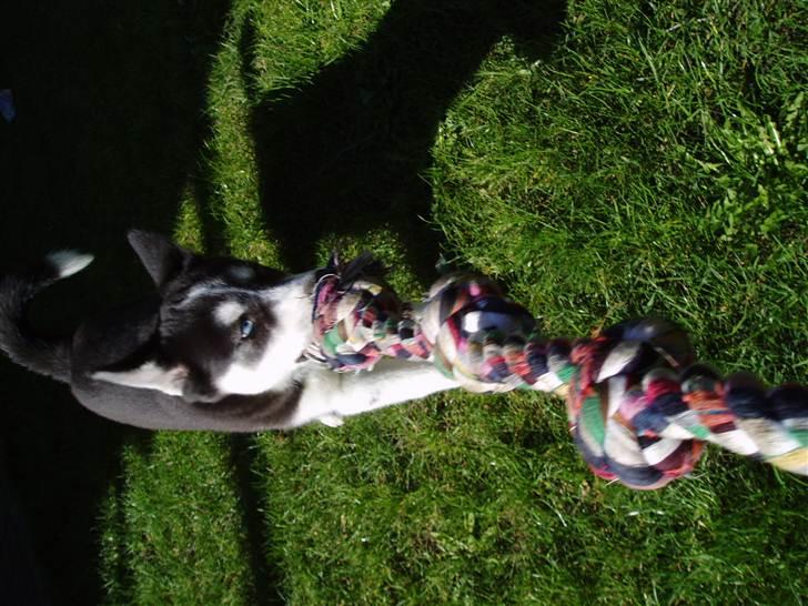 Siberian husky Ayo billede 12