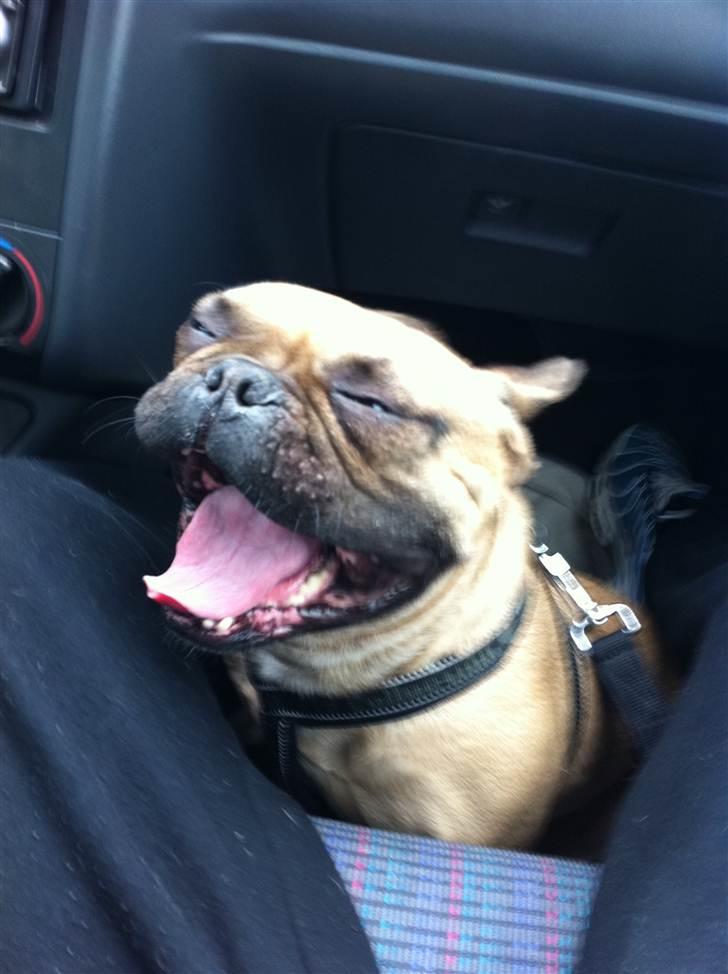 Fransk bulldog Van Wilcora Micki (Rip min skat) billede 11