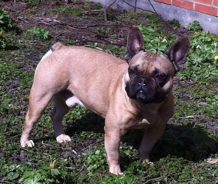 Fransk bulldog Van Wilcora Micki (Rip min skat) billede 12