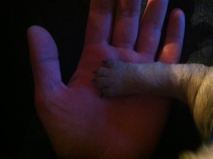 Fransk bulldog Van Wilcora Micki (Rip min skat) - 4uger, Lille pote.  billede 13