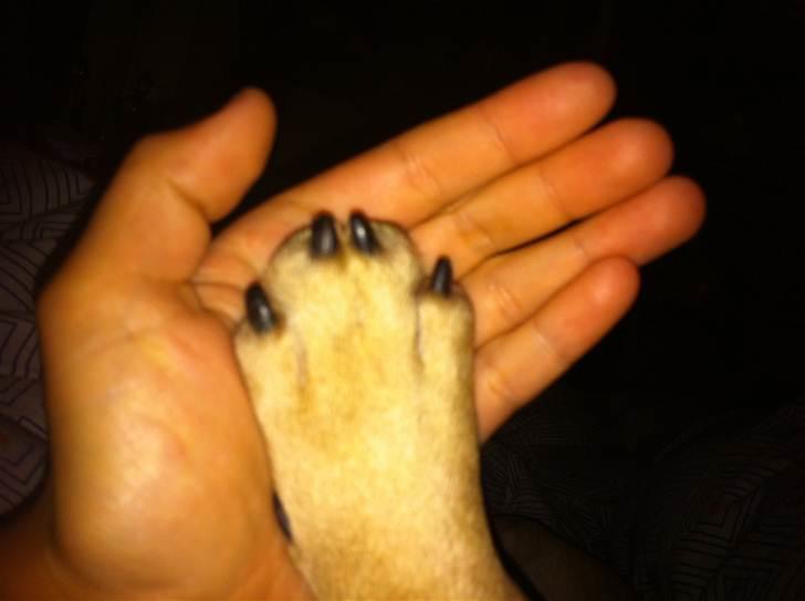 Fransk bulldog Van Wilcora Micki (Rip min skat) - 4år, Stor pote.  billede 9