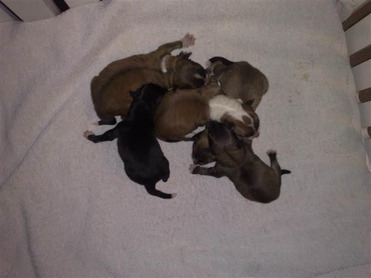 Blanding af racer Kiki billede 3