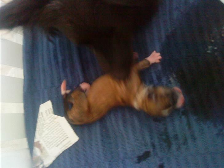 Blanding af racer Kiki billede 4