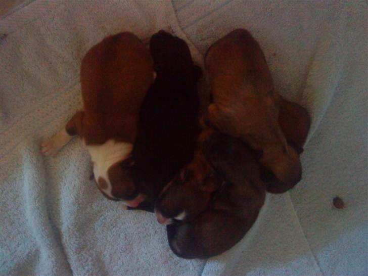 Blanding af racer Kiki billede 5