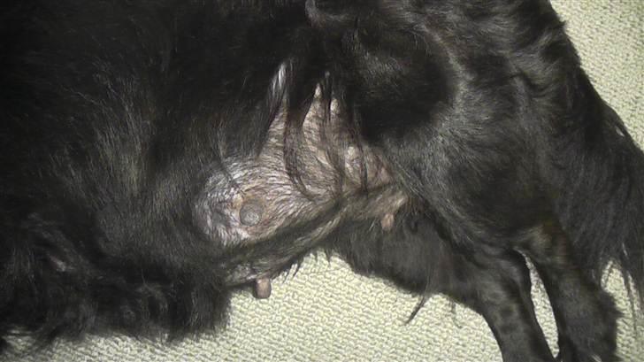 Blanding af racer Kiki billede 6